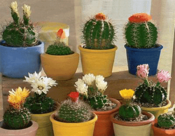 kaktus u šarenim loncima - brojne vrste