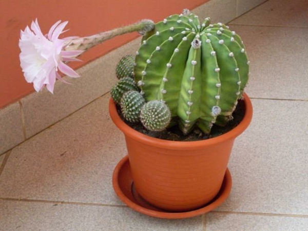 kaktus-u-malo-pot-cvijet u ružičastoj boji