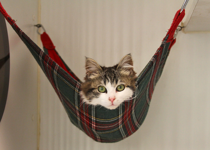Karirani viseća-za Mačka mala mačka-znatiželjna