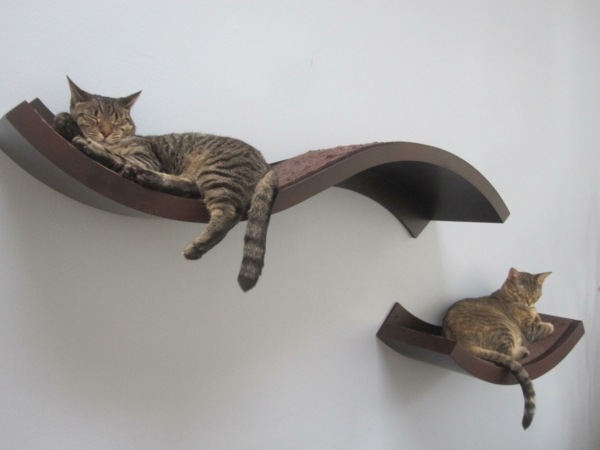 Mačke penjanje zid-prostor-za-odmor