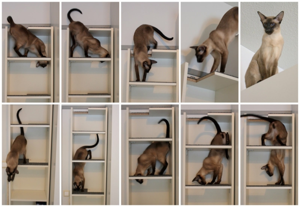 mačka-penjanje zid zabavno-slike