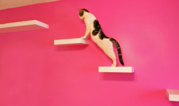 cat-αναρρίχηση φόντο τοίχο ροζ