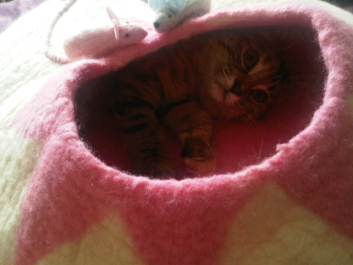 אביזרי חתולים - למיטת חתול קטנה