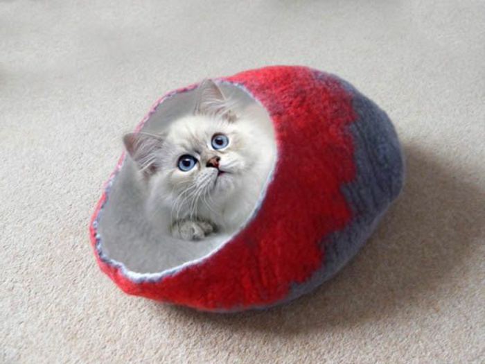 accesorios para gatos -pequeño-gato-con-ojos-azules-en-cama-capullo