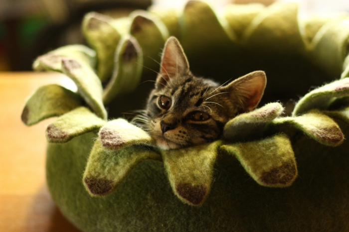 котешки аксесоари-оригинална-малка котка
