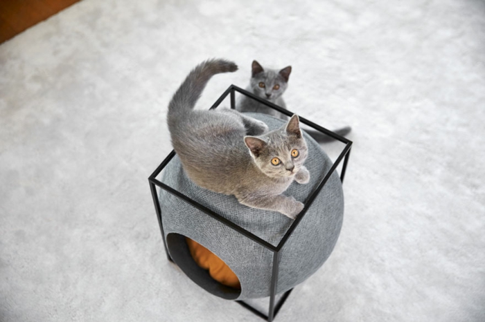 accessoires pour chats - deux-gris-chats