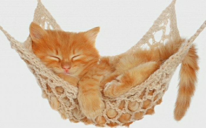 малка оранжева котка Гарфийлд хамак-заспал