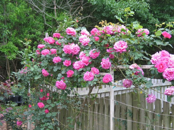 όμορφο-αναρρίχηση-ροζ-ροζ λουλούδια-gartendesgin