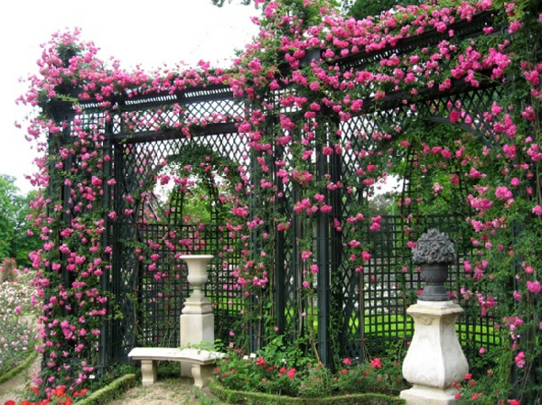 αναρριχητικό φυτό-by-φράχτη-ροζ τριαντάφυλλα