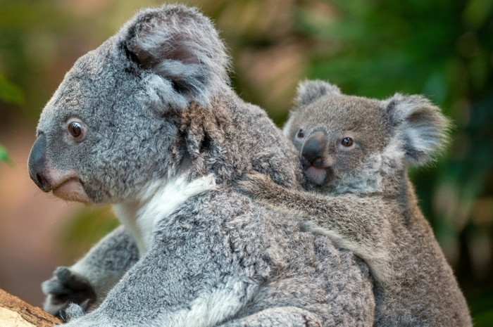 сладка коала майка и бебе, сладки бебешки животни с родителите си, родителите обичат в животинското царство
