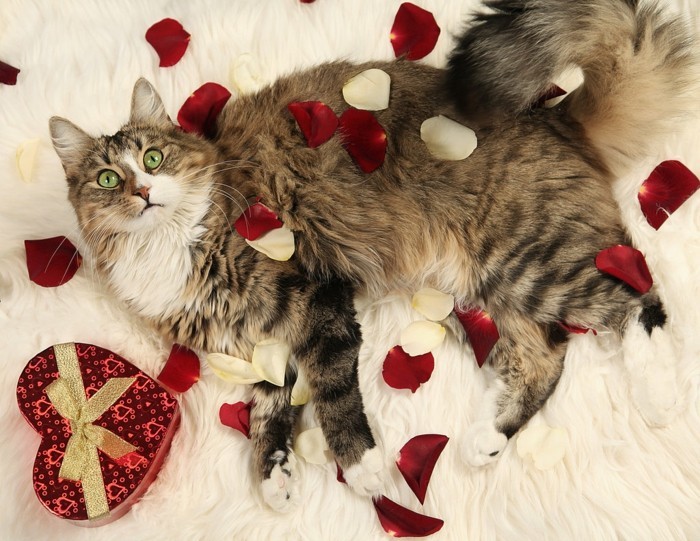 besplatno pozadina Valentinovo-a-pra-mačka-je-on-the-krevet-više palisandrovine-out