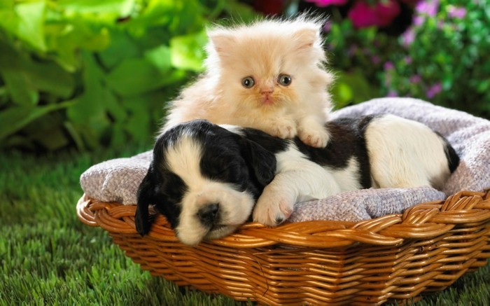 безплатен тапет с коледа котка и куче-любов е
