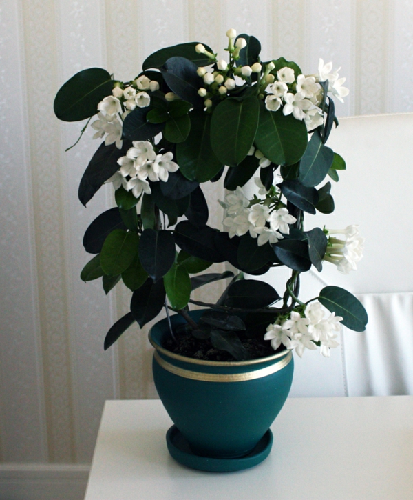 Бял венец контур-красив-растение-по-най-къщата