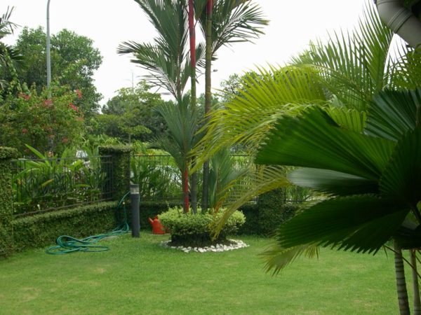 Палмови дървета в задния двор - зелени екзотични растения