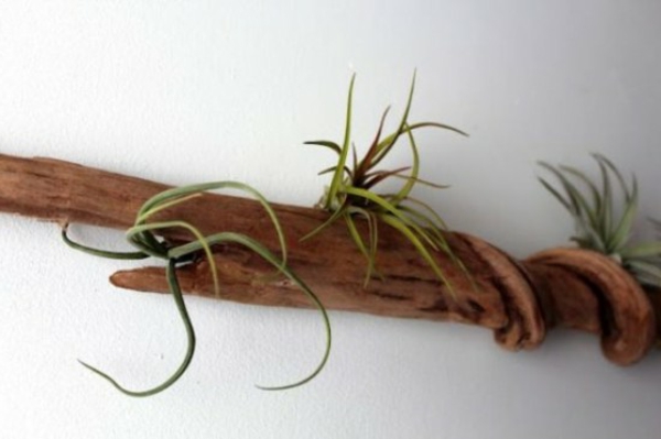 driftwood a falon zöld növények