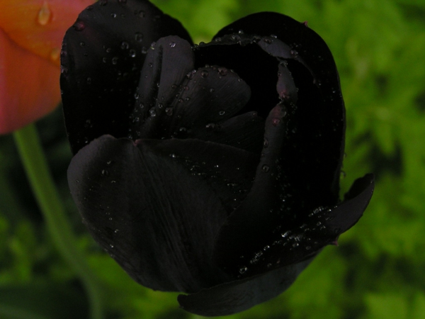 créatif-photo-of-a-noir tulipe