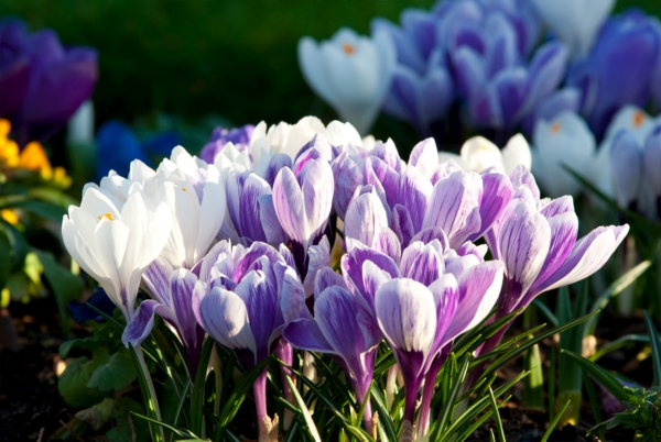 Azafrán-en-púrpura-frühlingsblume--
