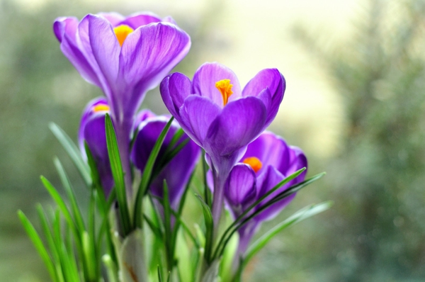 -krokus-in-púrpura-frühlingsblume-