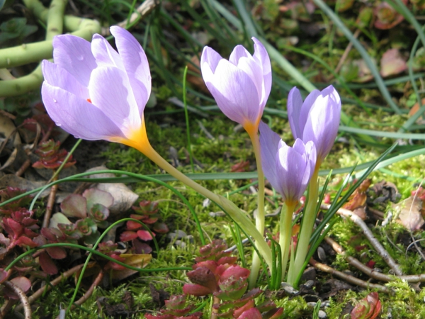 --krokus-en-púrpura flor de primavera