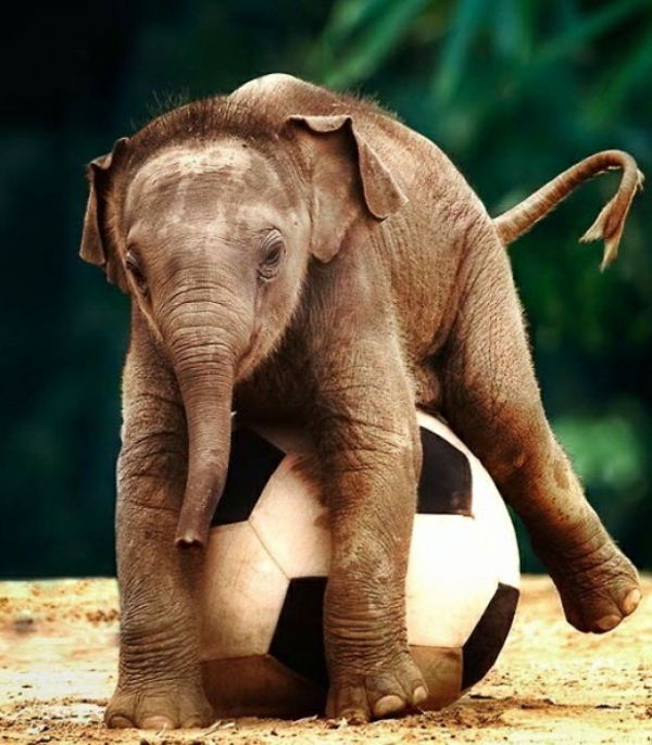Детето на слон играе с топка за футбол