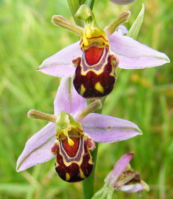 mosolygó Orhideen fajok