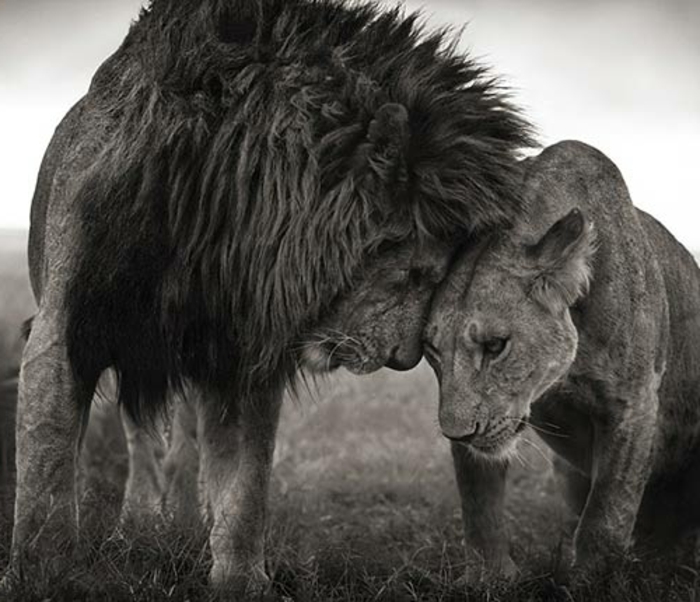 лъв и lioness-
