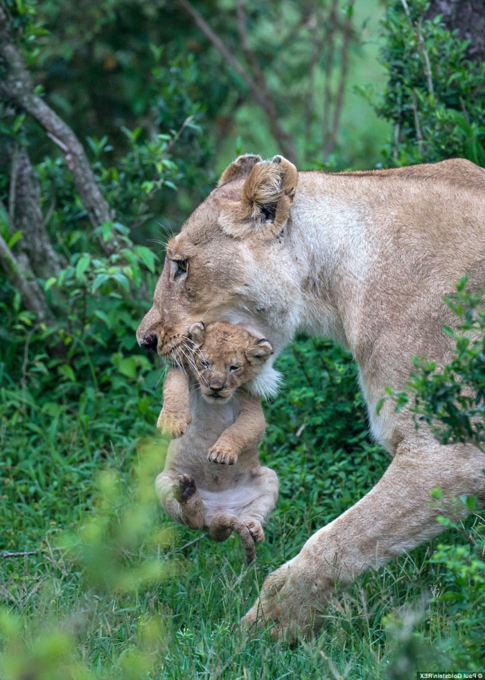 Лъв с бебето си, снимки на сладки бебешки животни и техните родители, родителска любов в животинското царство