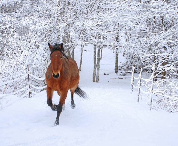 τρέχει άλογο στο χιόνι