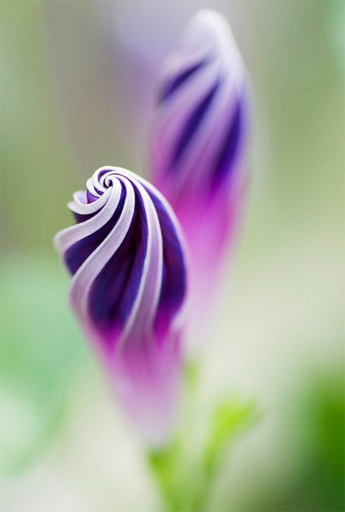 лилаво цвете с-уникална форма