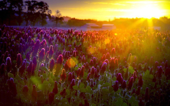 Purple Flower запали-от-на-слънце