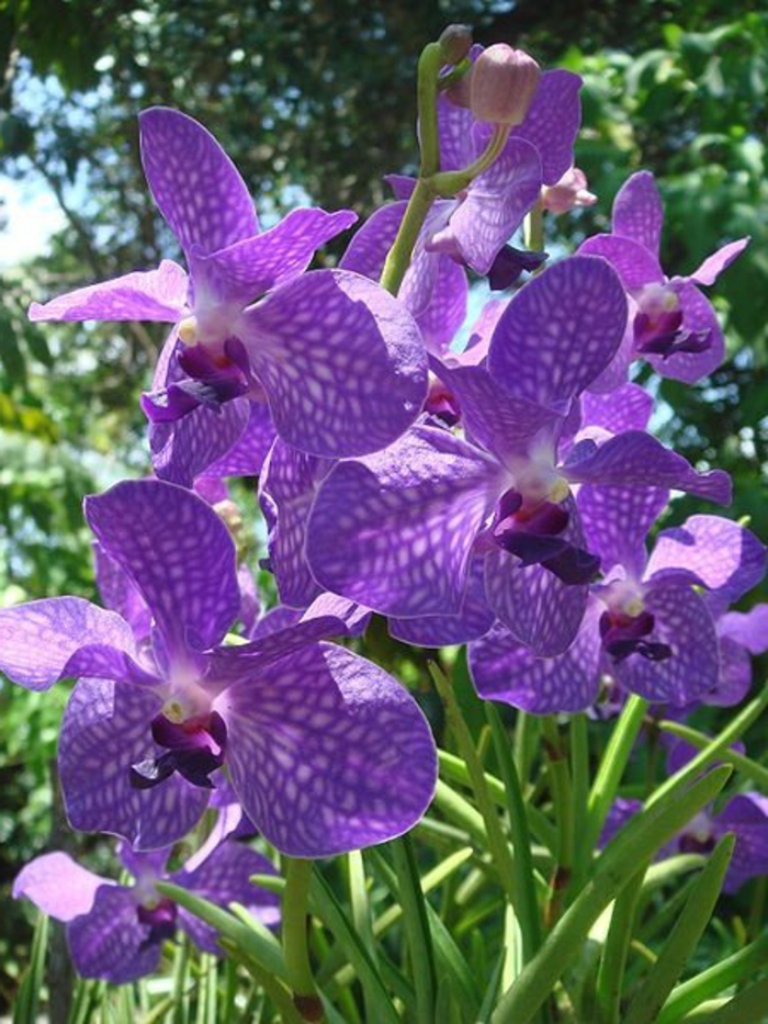 lila-Orhideen fajok