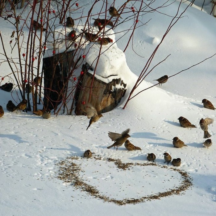 αστείες εικόνες Winter τα Πουλιά στο τροφοδοσίας-Χιόνι