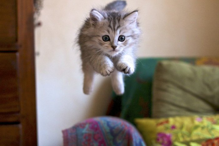 смешно котка снимки бебе Cat-в-скок