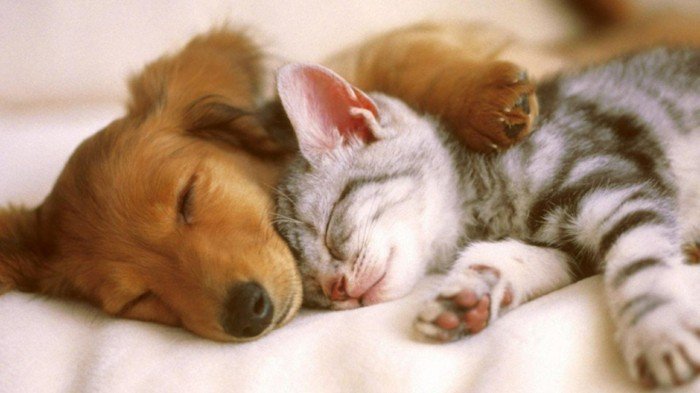 смешно котка снимки Kitten спане-с-малки кученца