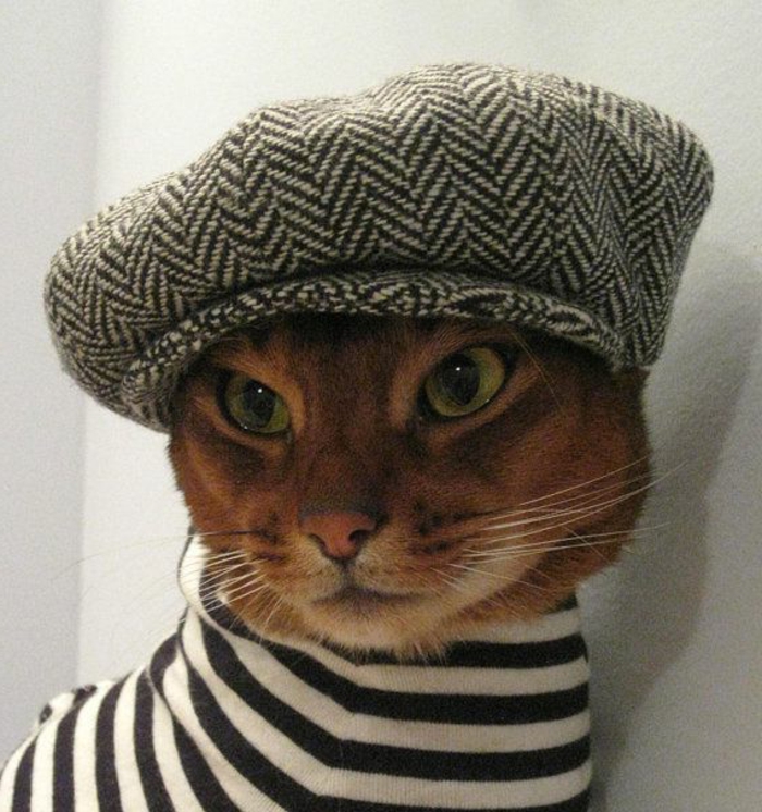 αστείες φωτογραφίες γάτα γαλλική καπέλο Beret καπέλο