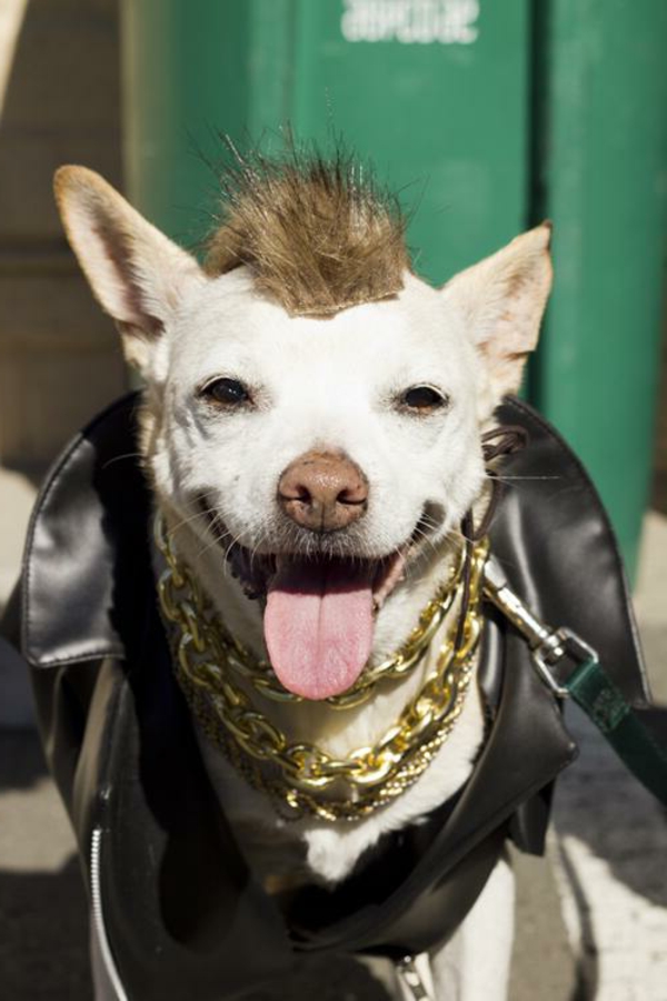 zanimljiva fotografija smiješnog odjevenog psa