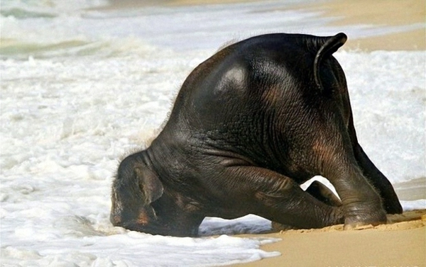 fun-photo par baby-éléphant dans l'eau