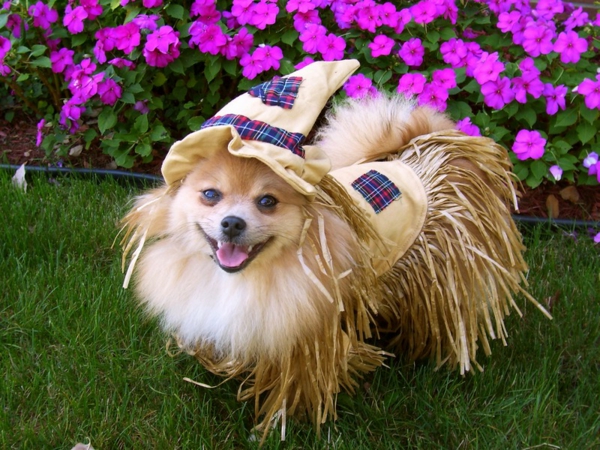 смешно-снимка-на-куче, което е много забавно облечено