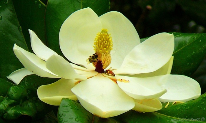 Magnolia color tomada magnífico-flor-foto