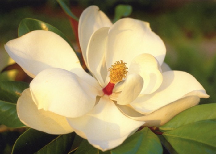 magnolia de color muy hermoso-flor-foto-hecho