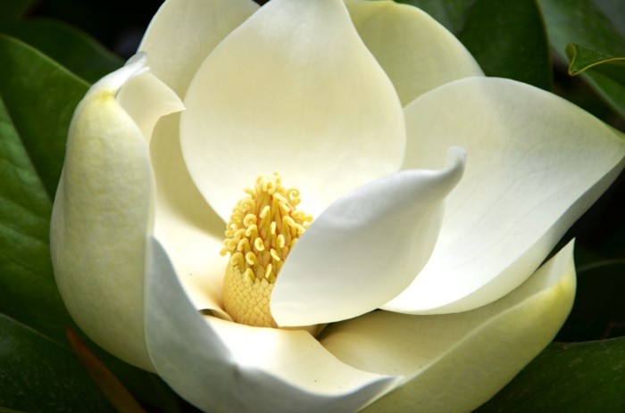 magnolia de color hermoso-flor-foto tomada desde near--