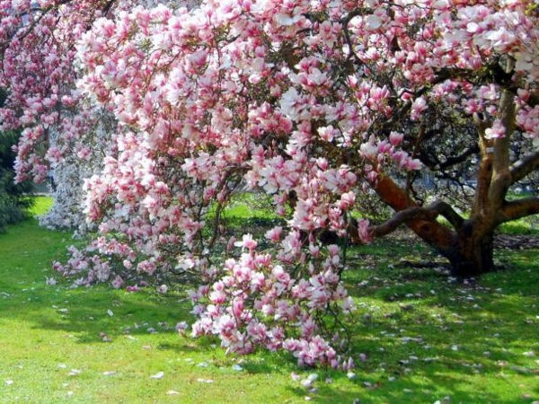 Magnólia csodálatos virágzó fák-in-kertben