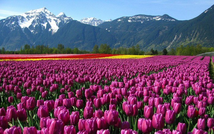 slikoviti krajolik planine ljubičastim tulipanima