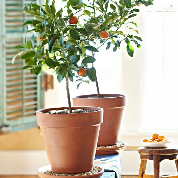 mandarina-que-planta de interior-cuidado en el pot-
