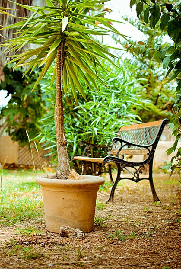 mediteranner-garden-tenyér-pot-kicsi és zöld