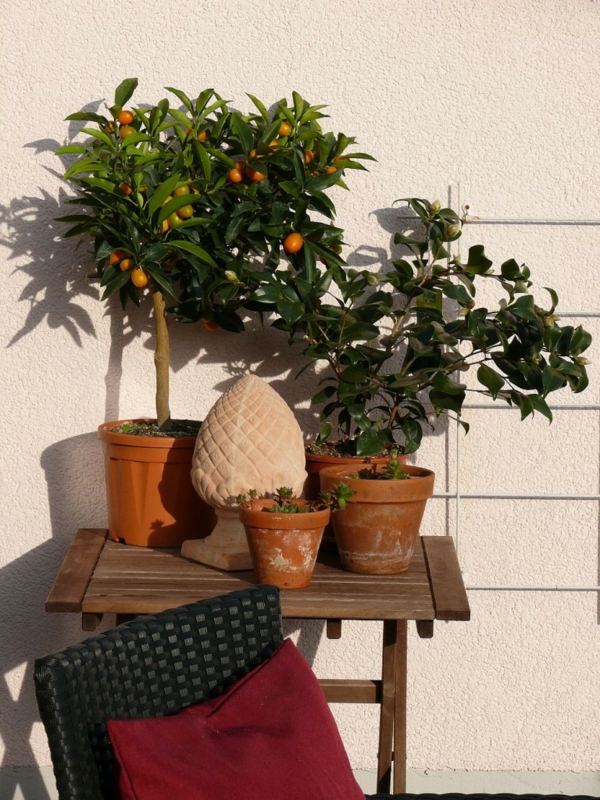 Mediteranska terasa sa stablima limuna