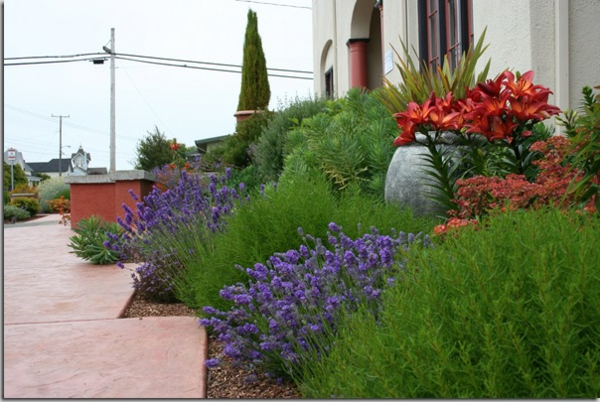 Μεσογειακό-κήπο-πράσινο-θάμνοι υπερσύγχρονο σχεδιασμό