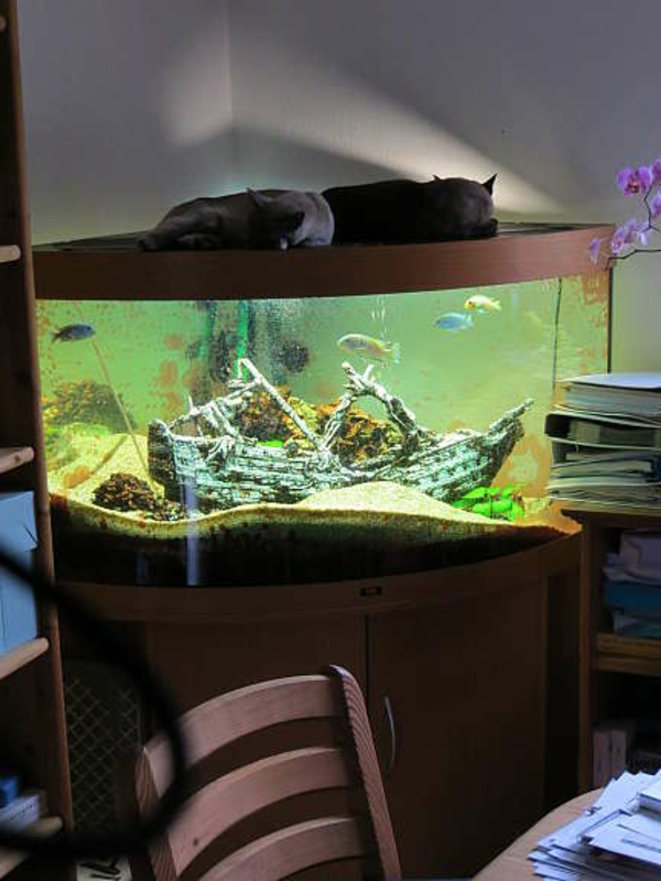 tengeri akvárium üzlet - Két macska fekszik rajta
