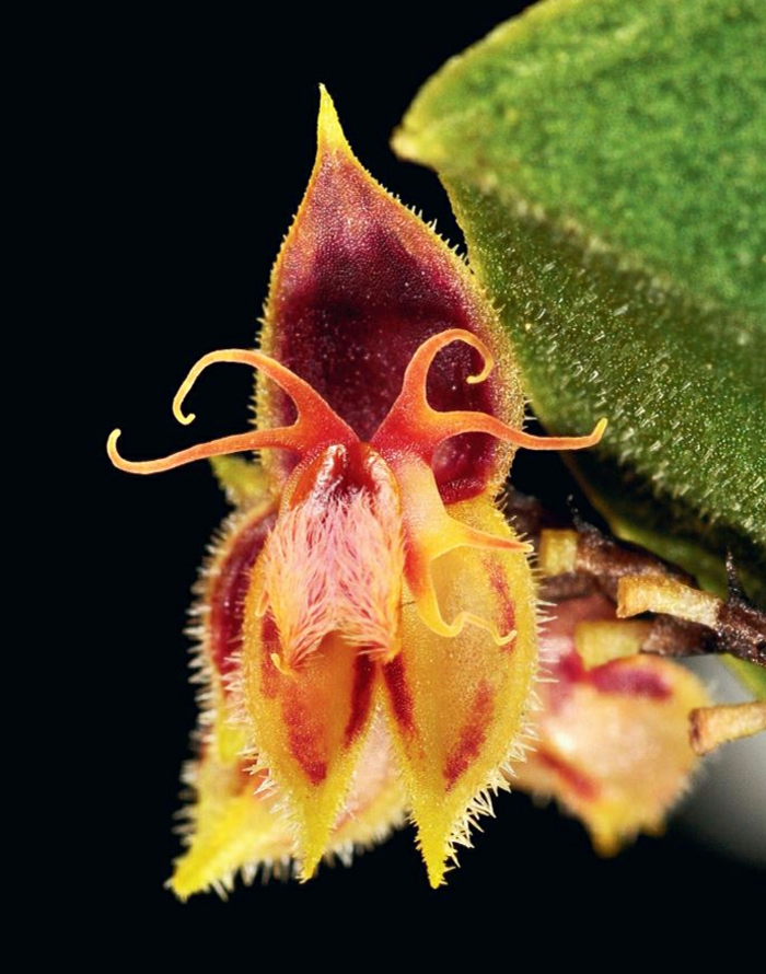 čudno Orhideen vrsta-crne pozadine