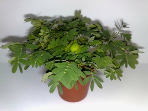 mimose_im-пот-зелено растение-лесна за поддръжка